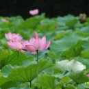 무릉도원마을 이미지