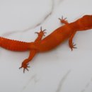 시스터게코