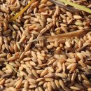 남원종자 이미지