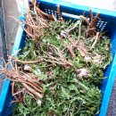 비로소 봄 이미지