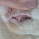 케어덴 동물치과&내과병원 | 고양이 송곳니 부러짐 - 신경치료 레진치료 케어덴 동물치과 만족 후기