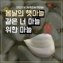 [농사랑 서포터즈] 봄날의 햇마늘 같은 너 마늘 위한 마늘ㅣ 서산 6쪽마늘(햇마늘) 🧄
