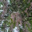 때죽나무 Dried bamboo tree 이미지