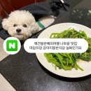 애견동반해외여행 나트랑 맛집 마담프엉 강아지동반식당 실화인가요