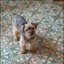 스킨새로이 이미지