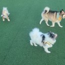 멍스터 | 일산 가좌동 포켓멍스터 애견카페 운동장 방문 간단 후기