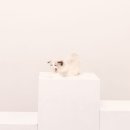 감삼동308 | 대구 셀프 사진관 추천 애견동반 고양이 사진 강아지 증명사진 코코아 스튜디오