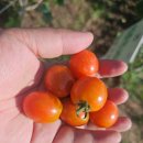 가우스토마토영수학원 | 감사일기 1650