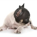 퍼스트 동물병원 이미지