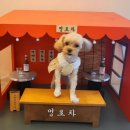 아따멍멍 이미지