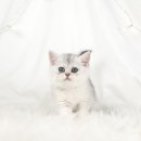 천안고양이분양도로시펫