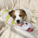 장수멍냥 | &#34;🐶울 언니 절대 지켜!&#34; 산책 중 댕댕이에게 보호 받은 감동 실화😭 (ft.개디가드🐕)