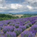 효우농장 | 삿포로 여행 필수 코스 비에이 후라노 투어 25년 6월 17일 기준