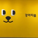 [춘천 강아지숲 후기] 비 오는 날도 완벽했던 댕댕이 힐링 여행::쥬르와 함께한 강아지천국이자나