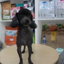 똥강아지 미용 이미지