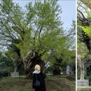 착한목장 | 제주도 여행 제주투어패스로 다녀온 양떼목장 후기 먹이주기 체험