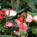 뜰에꽃화원 이미지