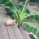 지안동물의료센터 이미지