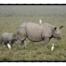 코뿔소PC 이미지