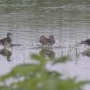 경안천 마평동 이미지