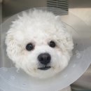 조규만외과동물병원 이미지