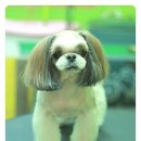 도토리 펫살롱 이미지