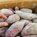 ▶ 꿀, 밤고구마 10키로 17,000원 무료배송 이미지