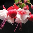 가평설악 이미지