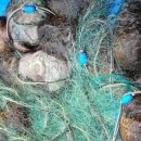 주문진알탕 이미지