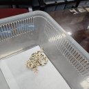꼰정게코