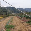 과수원 피스 네이버블로그
