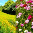 꽃길만걷자 이미지