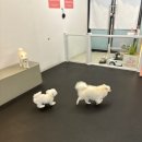 개캉스 살롱 이미지