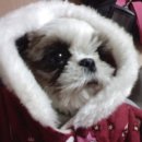 강아지천국 이미지