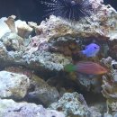 홈플러스 동수원점 수족관 이미지