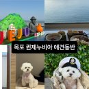 세븐일레븐목포용당이동점 | 목포 퀸제누비아 펫스탠다드룸 애견동반 가격/ 할인/ 식당/ 전현무정식