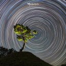 별과 소나무 이미지