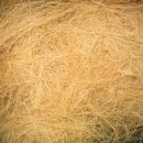 코이어(coir)