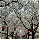 광한루원 음악회 | 남원 벚꽃여행_너무 좋았던 첫 남원 여행