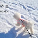 포독스2 이미지