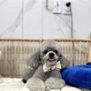 여수죽림동물병원 애견미용실 | 여수 죽림동물병원 애견미용 다녀왔어요!!