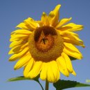 대성사슴농장 이미지