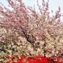 경희네민박 | 벚꽃가고 겹벚꽃 온다 | 겹벚꽃 개화시기 총정리｜전국 명소 BEST 10