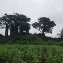 이교동일제군사시설 이미지