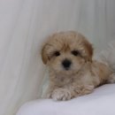 해피애견타운 분당판교점 이미지