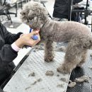 동일애견샵 | 봉담애견미용학원 6개월 단기 자격증 취득 가능? 20대 대학생 후기