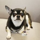 애견미용실 바비펫 이미지