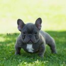 소망켄넬 이미지