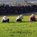 돌담이네 이미지