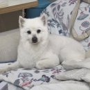 두부네 펫살롱 이미지